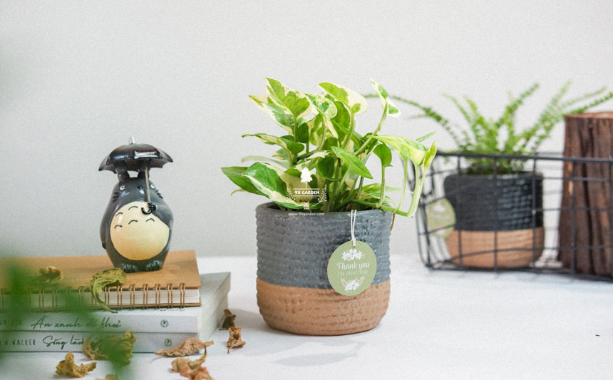 Người mới chơi nên chăm cây gì? - 9X GARDEN