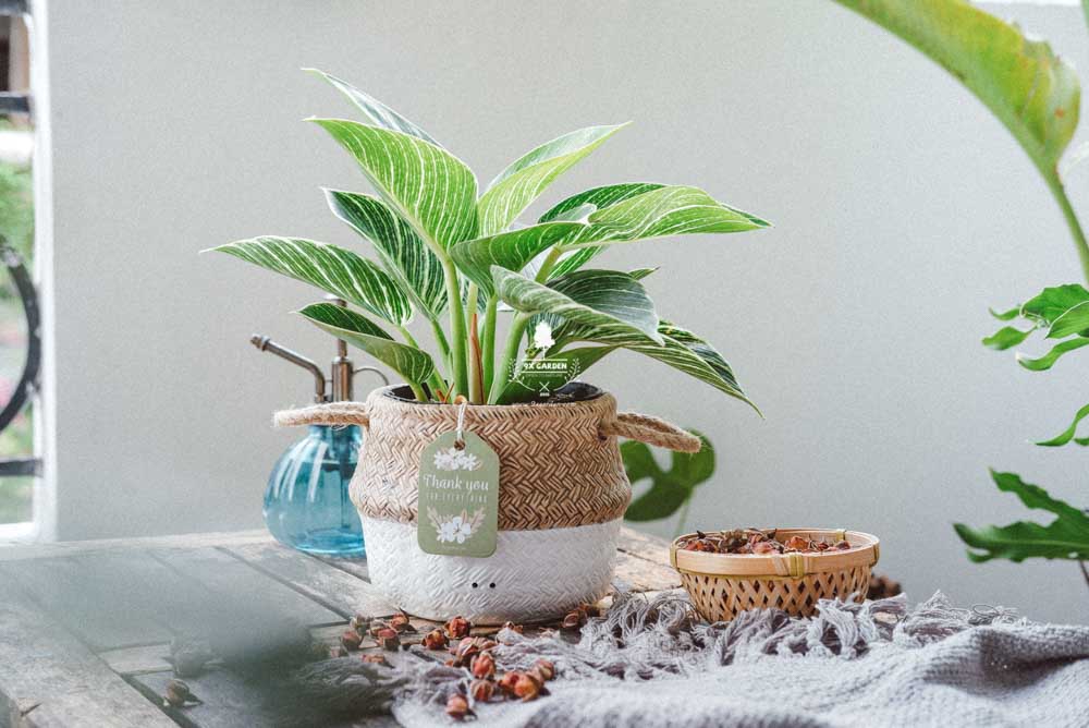 Đế Vương Trắng x GCS - Cây Trồng Không Cần Đất - 9X GARDEN