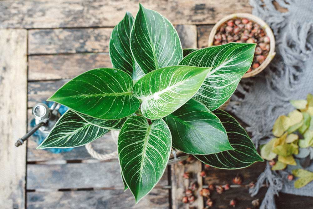 Đế Vương Trắng x GCS - Cây Trồng Không Cần Đất - 9X GARDEN