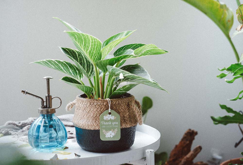 Đế Vương Trắng x GCS - Cây Trồng Không Cần Đất - 9X GARDEN