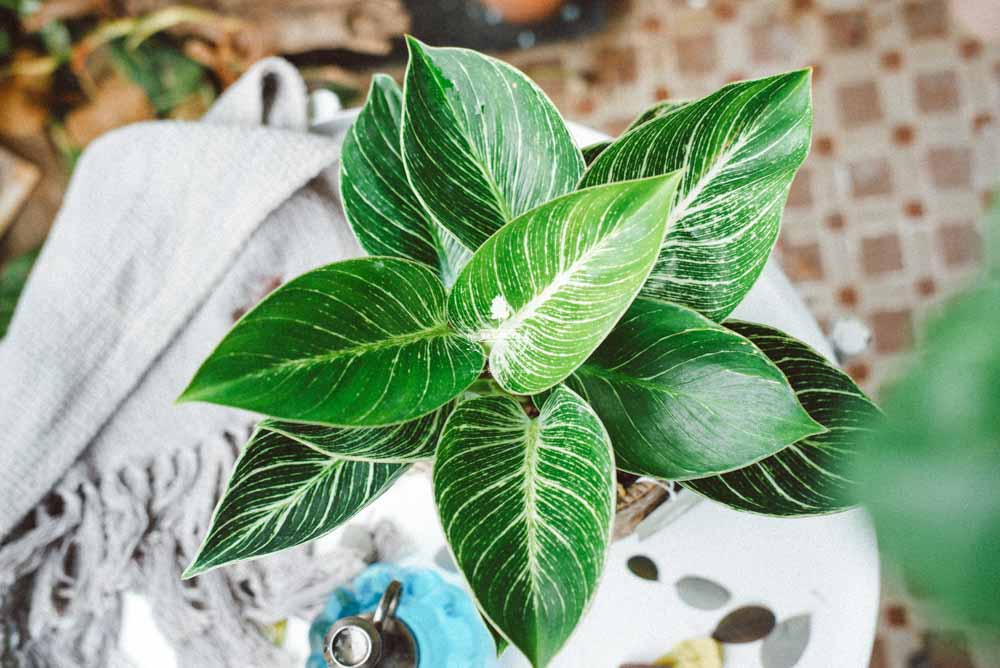 Đế Vương Trắng x GCS - Cây Trồng Không Cần Đất - 9X GARDEN