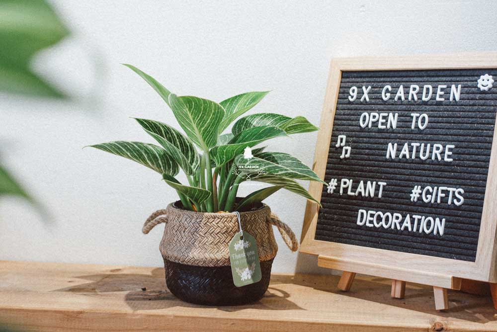 Đế Vương Trắng x GCS - Cây Trồng Không Cần Đất - 9X GARDEN