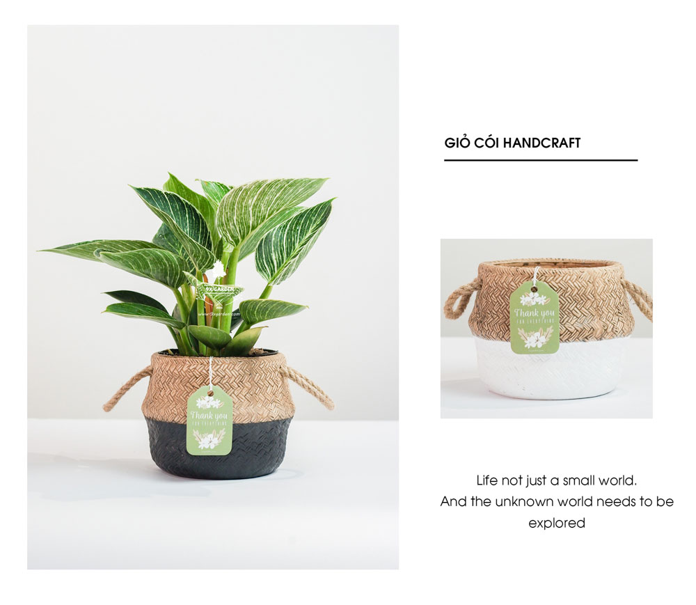 Đế Vương Trắng x GCS - Cây Trồng Không Cần Đất - 9X GARDEN