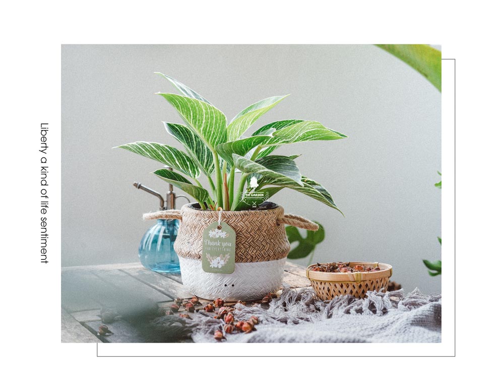 Đế Vương Trắng x GCS - Cây Trồng Không Cần Đất - 9X GARDEN