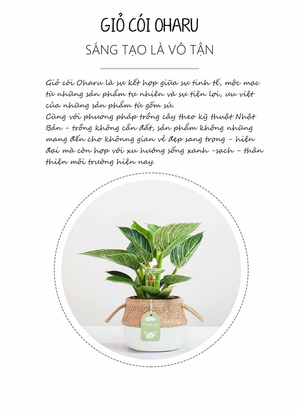 Đế Vương Trắng x GCS - Cây Trồng Không Cần Đất - 9X GARDEN