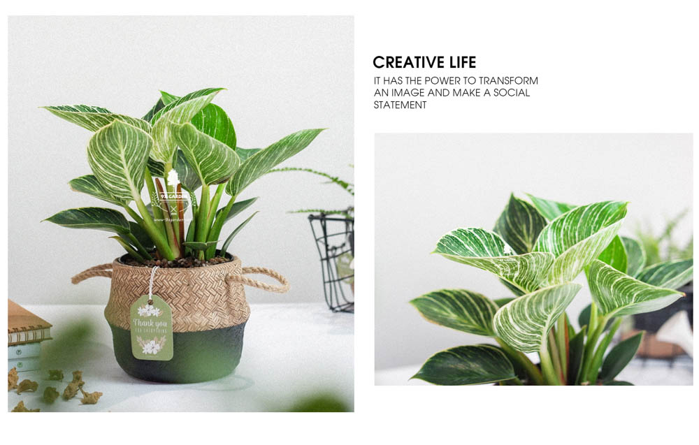 Đế Vương Trắng x GCS - Cây Trồng Không Cần Đất - 9X GARDEN