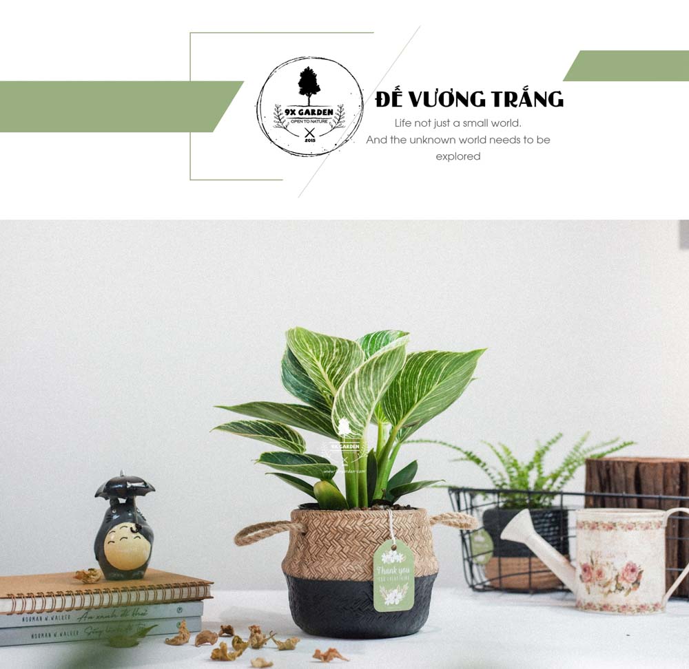 Đế Vương Trắng x GCS - Cây Trồng Không Cần Đất - 9X GARDEN