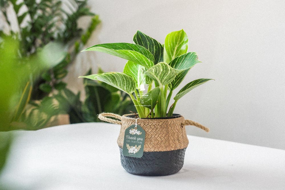 Đế Vương Trắng x GCS - Cây Trồng Không Cần Đất - 9X GARDEN