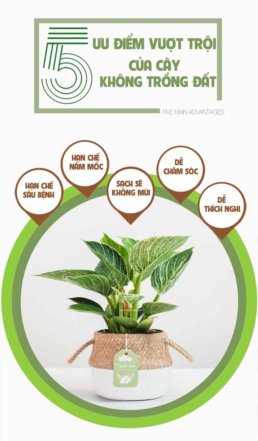 Đế Vương Trắng x GCS - Cây Trồng Không Cần Đất - 9X GARDEN