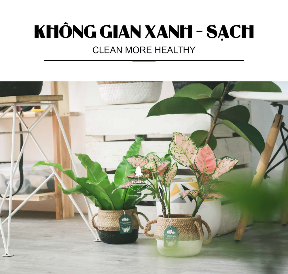GCS - Cây Trồng Không Cần Đất - 9X GARDEN