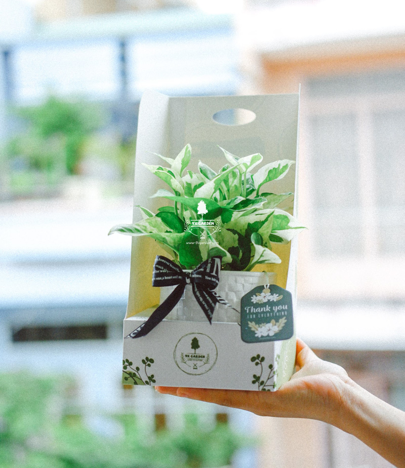 Gợi ý cách tặng quà độc đáo - 9X GARDEN