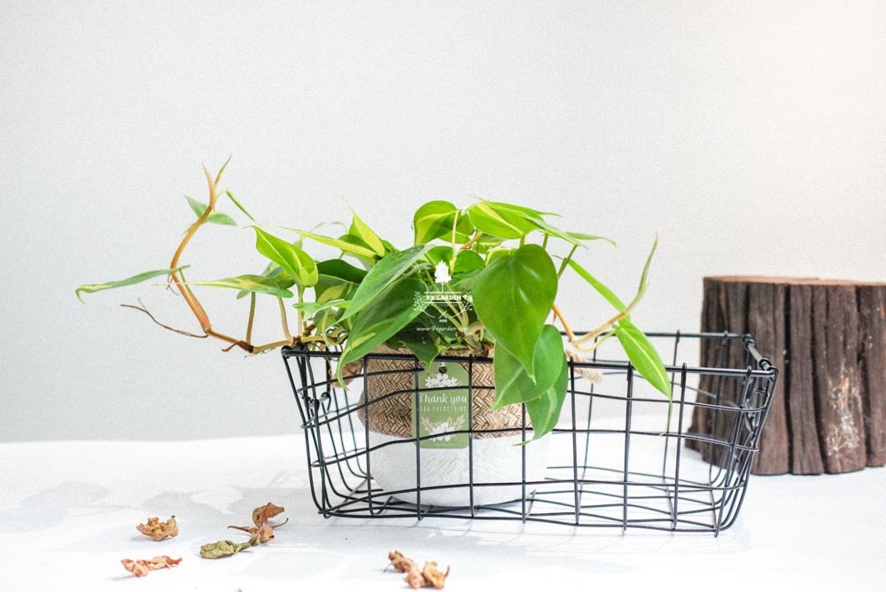 Trầu Bà Brasil (Philodendron Brasil) x GCS - Cây Trồng Kh