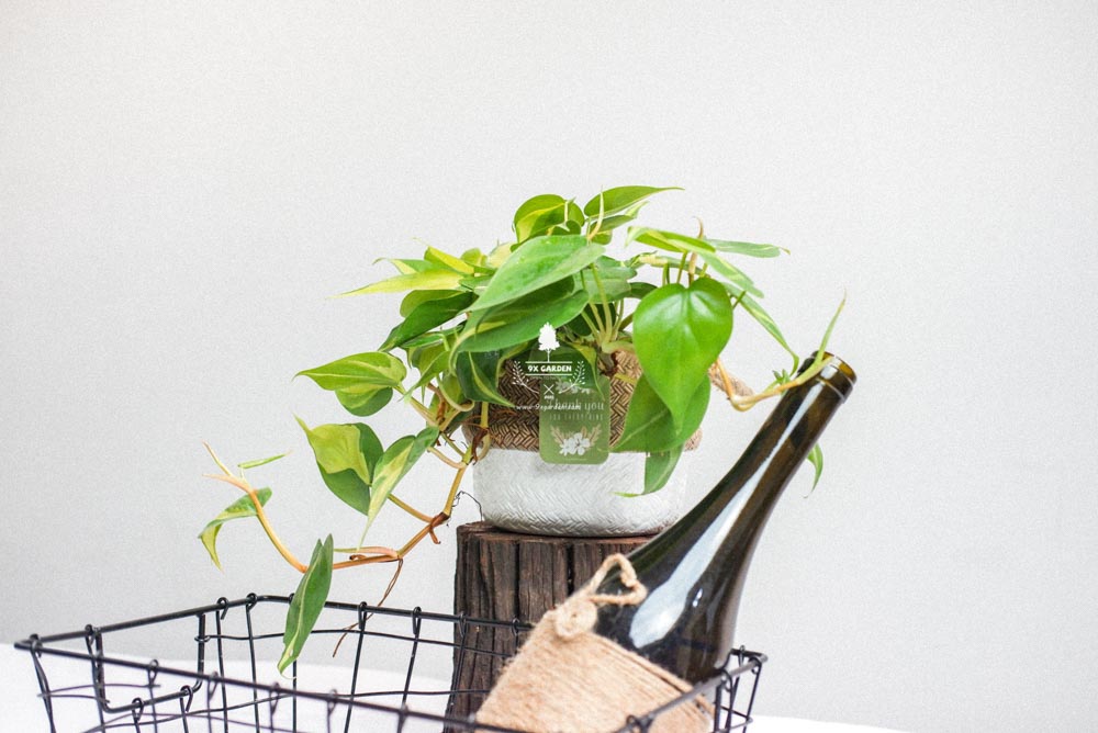 Trầu Bà Brasil (Philodendron Brasil) x GCS - Cây Trồng Kh