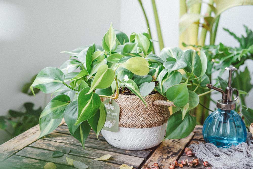 Trầu Bà Brasil (Philodendron Brasil) x GCS - Cây Trồng Không Cần Đất - 9X GARDEN