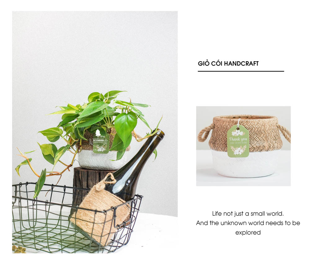 Trầu Bà Brasil (Philodendron Brasil) x GCS - Cây Trồng Không Cần Đất - 9X GARDEN