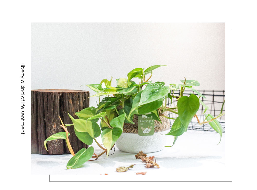 Trầu Bà Brasil (Philodendron Brasil) x GCS - Cây Trồng Không Cần Đất - 9X GARDEN