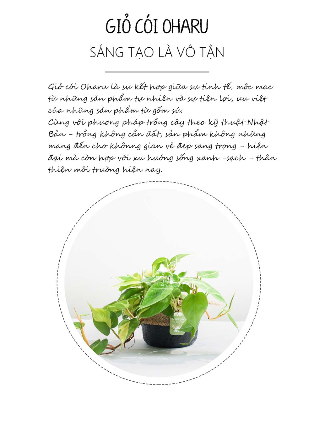 Trầu Bà Brasil (Philodendron Brasil) x GCS - Cây Trồng Không Cần Đất - 9X GARDEN