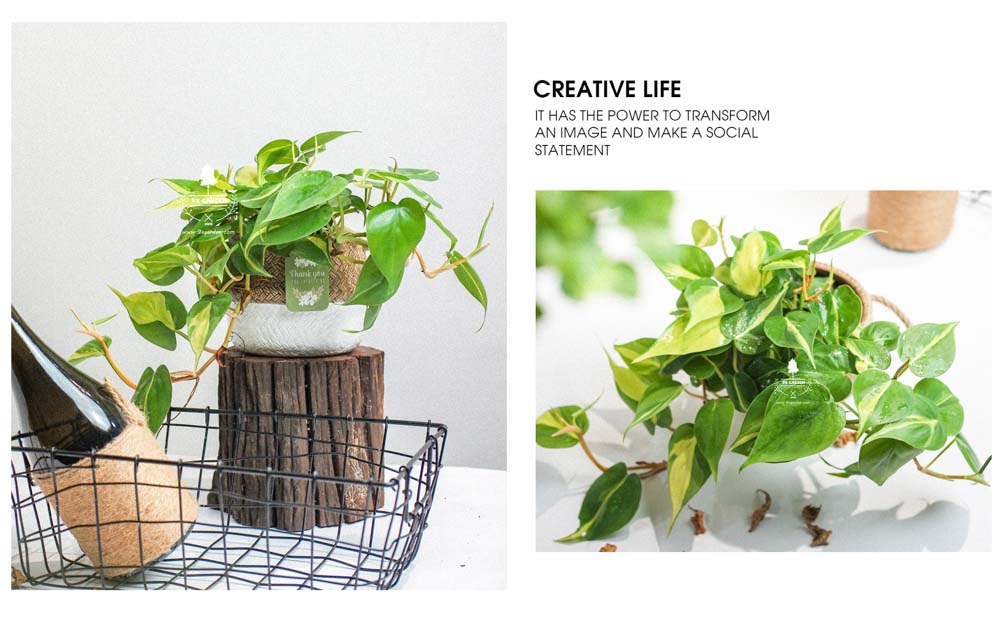 Trầu Bà Brasil (Philodendron Brasil) x GCS - Cây Trồng Không Cần Đất - 9X GARDEN