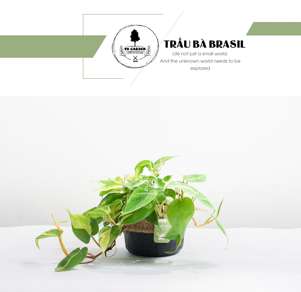 Trầu Bà Brasil (Philodendron Brasil) x GCS - Cây Trồng Không Cần Đất - 9X GARDEN