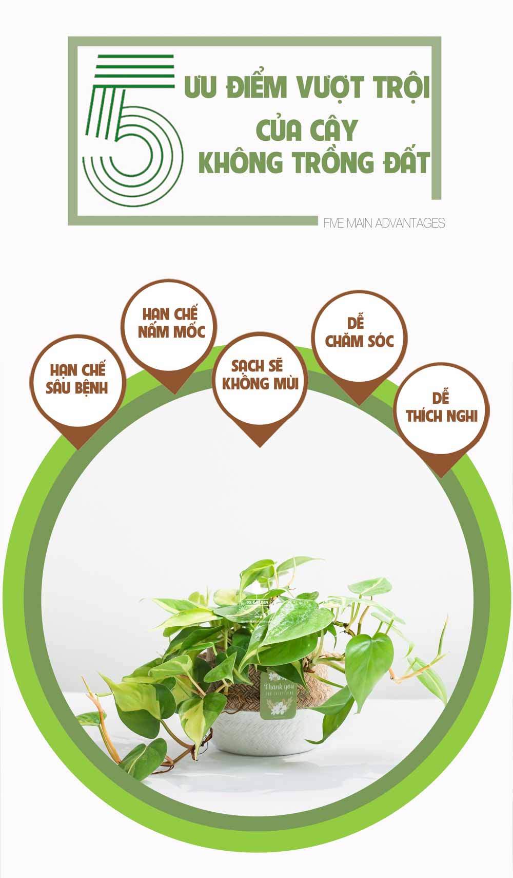 Trầu Bà Brasil (Philodendron Brasil) x GCS - Cây Trồng Kh