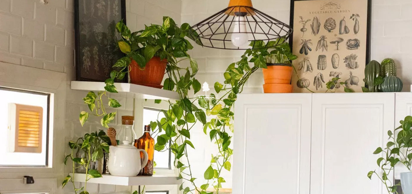 Trồng cây trong phòng bếp nên hay không? - 9X GARDEN