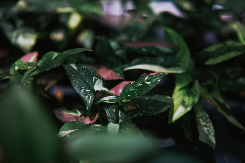 9X GARDEN