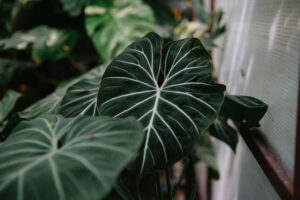 9X GARDEN