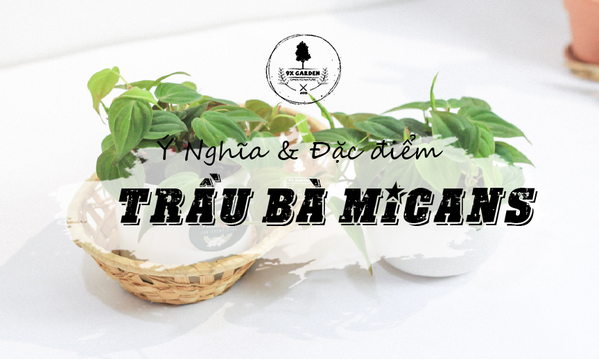 Trầu bà Micans - plant wiki - 9X GARDEN
