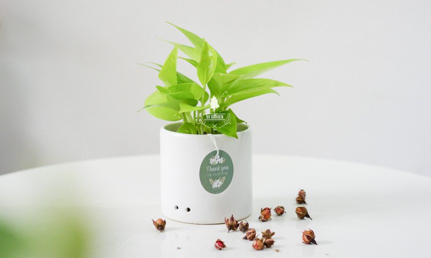 Plant Care: Trầu Bà Neon