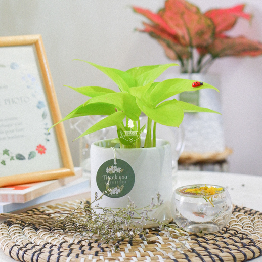 Plant Wiki Trầu Bà Neon - 9X GARDEN