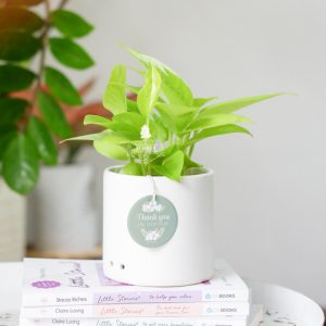 Plantcare Trầu Bà Neon - 9X GARDEN
