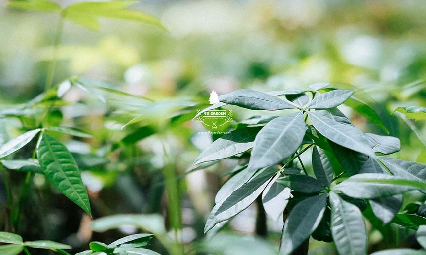 Give Away – Mua Hàng Hoàn Tiền