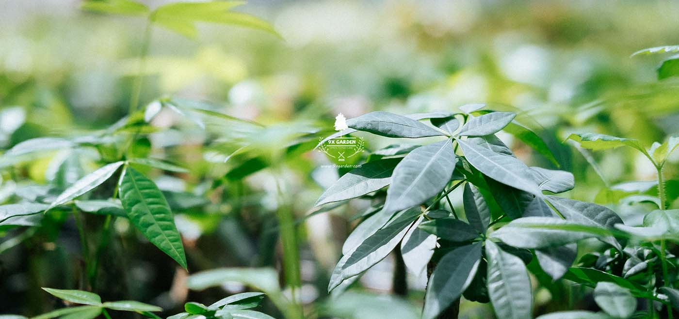 Mua hàng hoàn tiền shopee