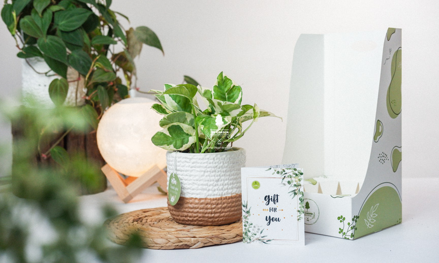 Nghệ thuật tặng quà thu hút- 9X Garden-Gift tips