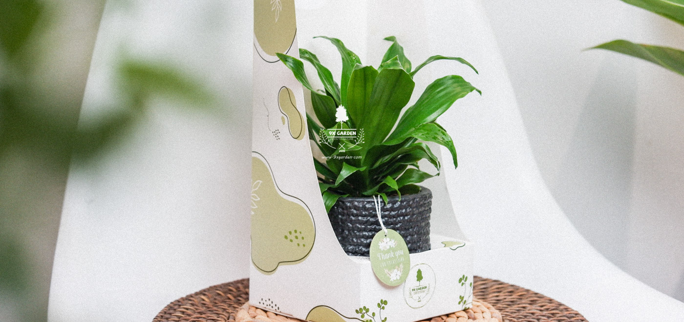 Nghệ thuật tặng quà thu hút- 9X Garden-Gift tips