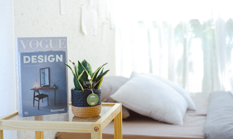 Ba loại cây cải thiện giấc ngủ không thể bỏ qua - 9X GARDEN