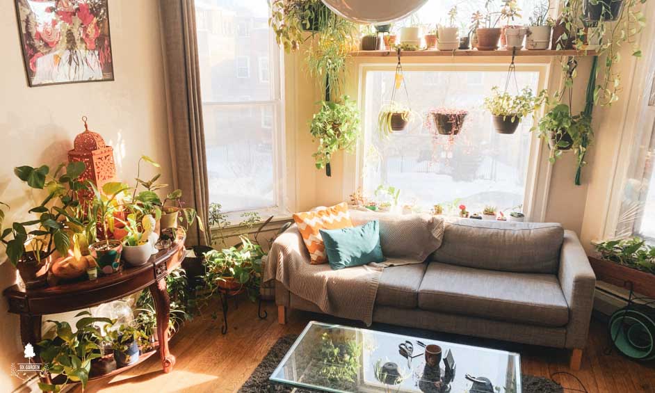 Chúng ta có đang nhìn nhận sai về cây cảnh - 9X Garden