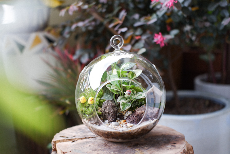 Tiểu Cảnh Để Bàn Terrarium - Family & Home - 9X GARDEN