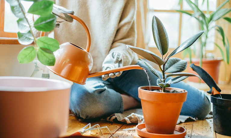 Tìm hiểu về việc tưới nước cho người mới bắt đầu- 9X GARDEN