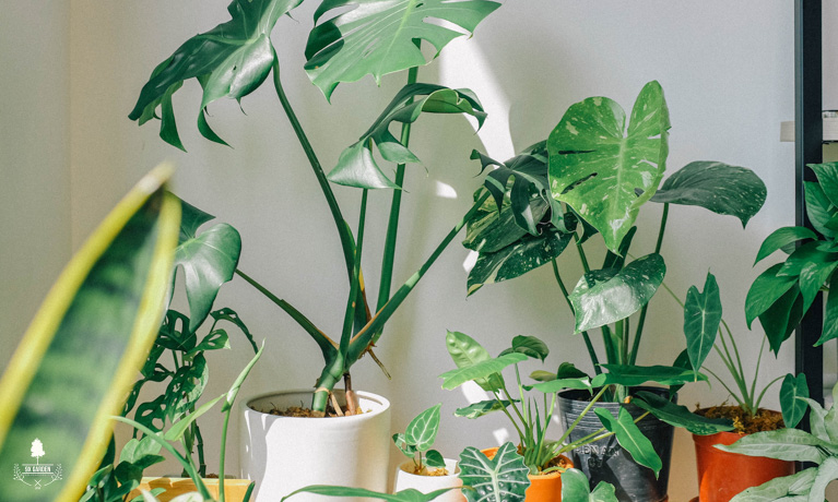 Chọn cây theo phong thủy – Nên hay không?