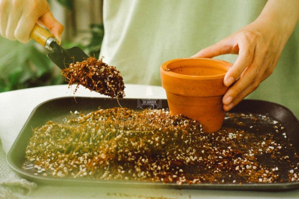 Giá thể và những điều bạn cần biết - Green living - 9X GARDEN