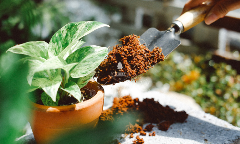 Giá thể và những điều bạn cần biết - 9X GARDEN