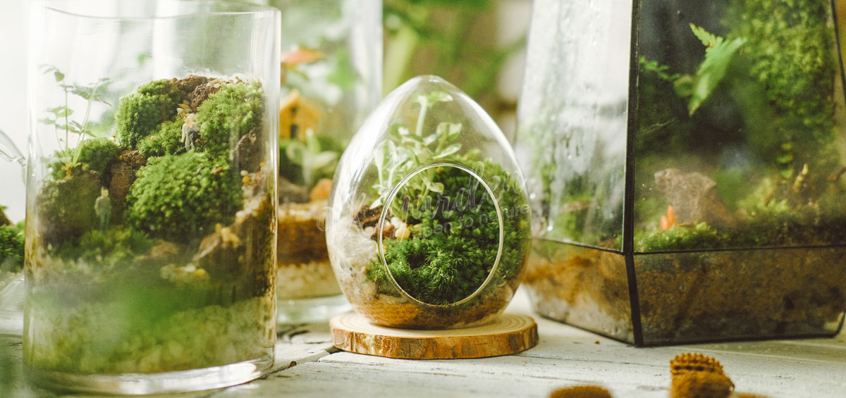 Terrarium - Bộ môn nghệ thuật đắt giá - Green living - 9X GARDEN