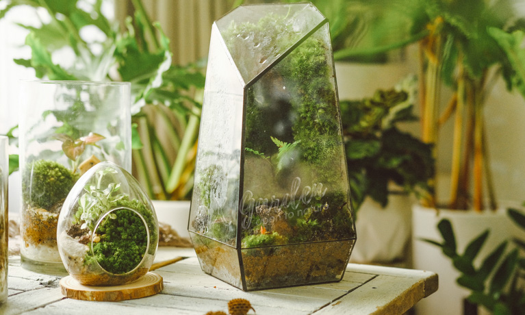 Terrarium - Bộ môn nghệ thuật đắt giá - 9X GARDEN