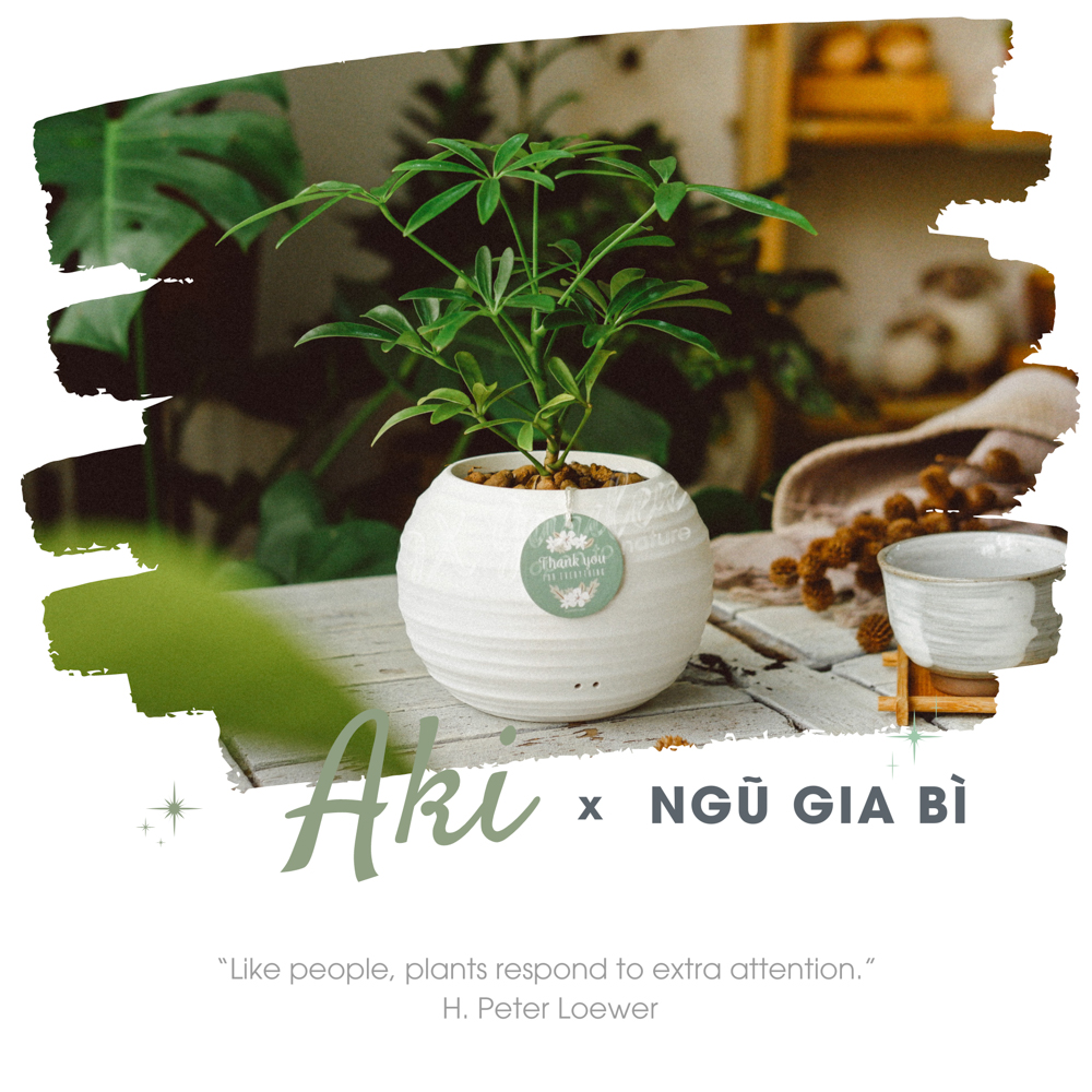 Cây Ngũ Gia Bì- Chậu Gốm Sứ Aki - Cây để bàn làm việc - 9X Garden