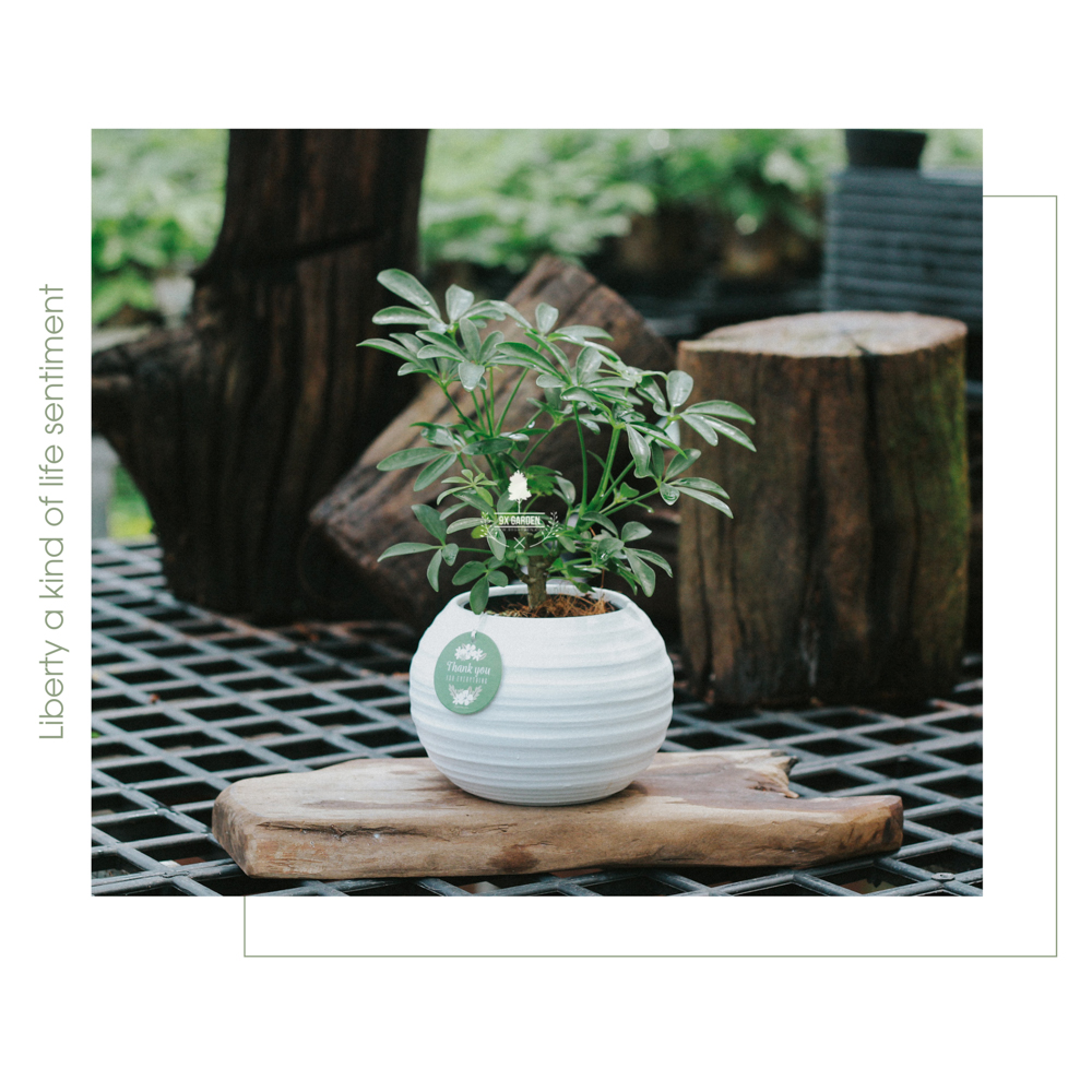Cây Ngũ Gia Bì- Chậu Gốm Sứ Aki - Cây để bàn làm việc - 9X Garden
