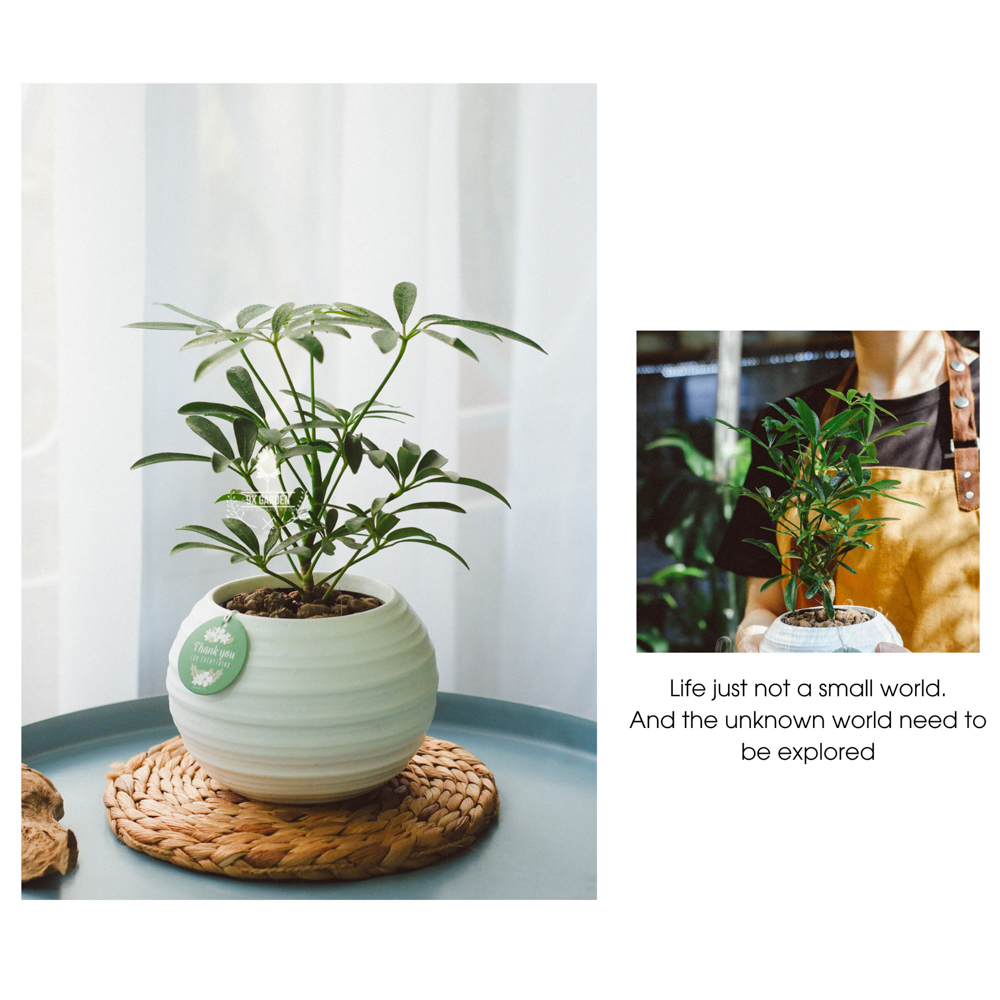 Cây Ngũ Gia Bì- Chậu Gốm Sứ Aki - Cây để bàn làm việc - 9X Garden