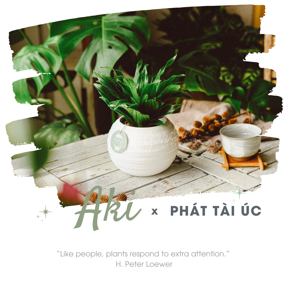 Cây Phát Tài Úc - Chậu Gốm Sứ Aki - Cây để bàn làm việc - 9X Garden
