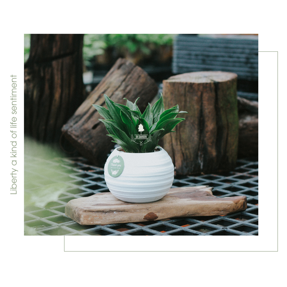 Cây Phát Tài Úc - Chậu Gốm Sứ Aki - Cây để bàn làm việc - 9X Garden