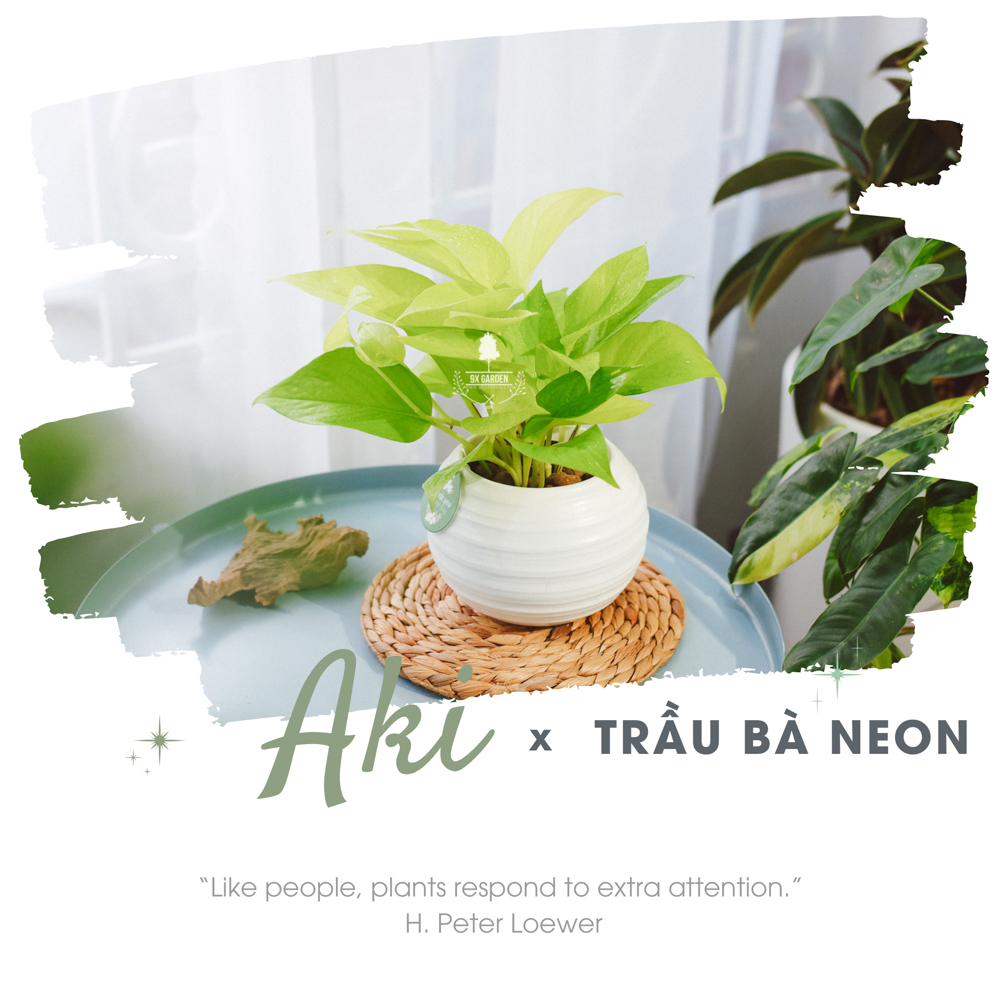 Cây Trầu Bà Neon- Chậu Gốm Sứ Aki - Cây để bàn làm việc - 9X Garden